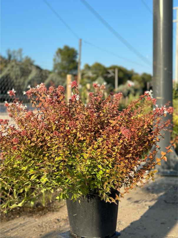 Abelia Grandiflora Lucky Lots