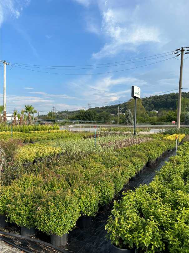 Abelia Grandiflora Lucky Lots