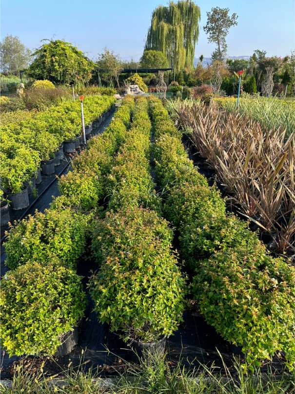 Abelia Grandiflora Lucky Lots