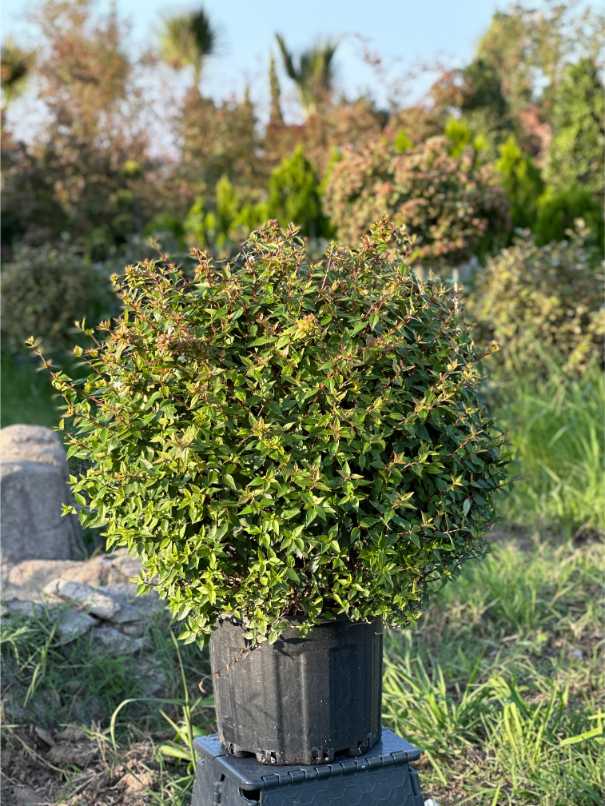 Abelia Grandiflora Lucky Lots