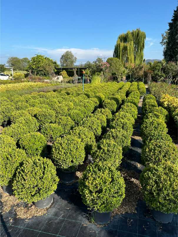Buxus Sempervirens