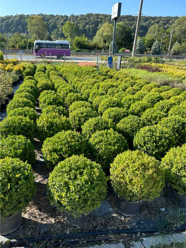 Buxus Sempervirens