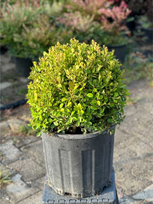 Buxus Sempervirens