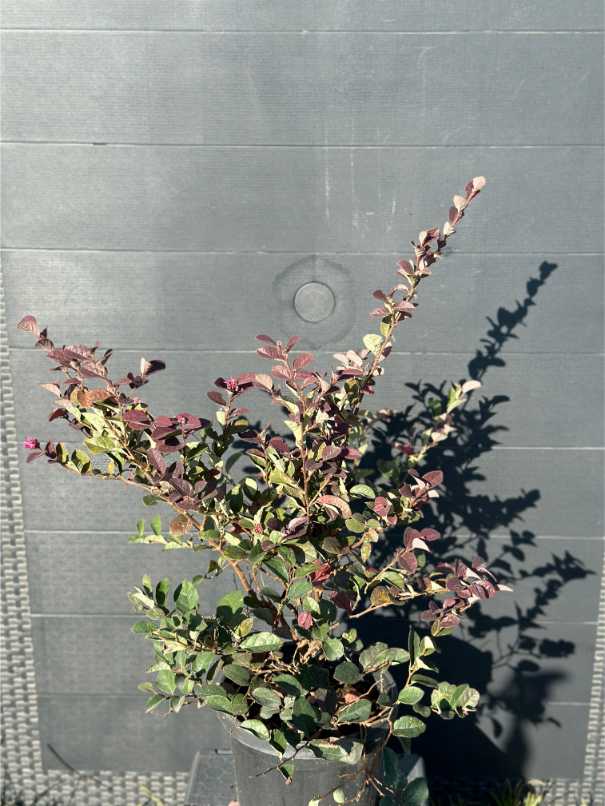 Loropetalum Chinense