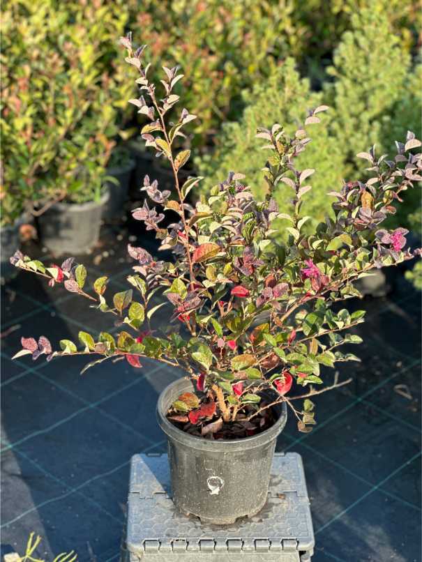 Loropetalum Chinense