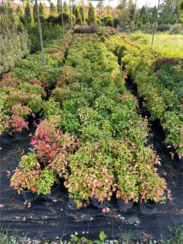 Nandina Domestica Fire Power