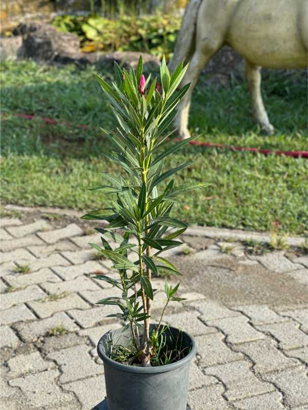 Nerium Oleander