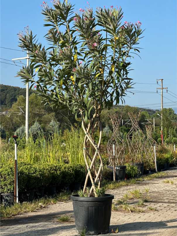 Nerium Oleander