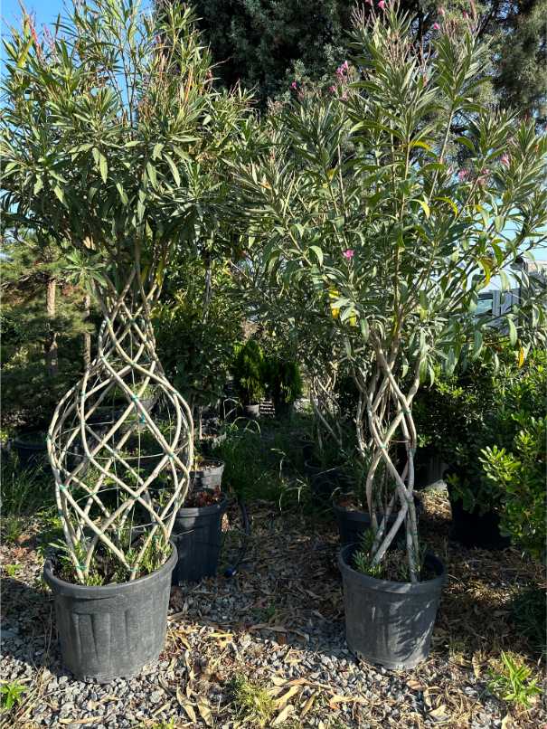 Nerium Oleander
