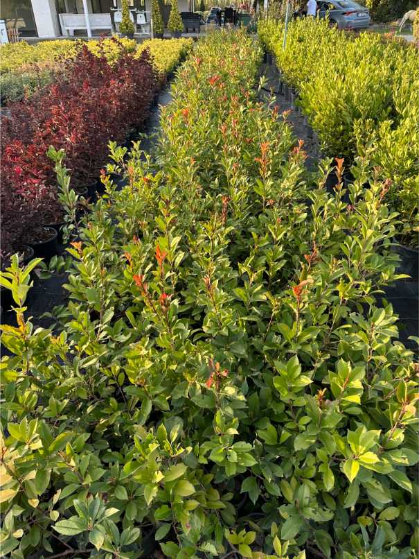 Photinia Red Robin