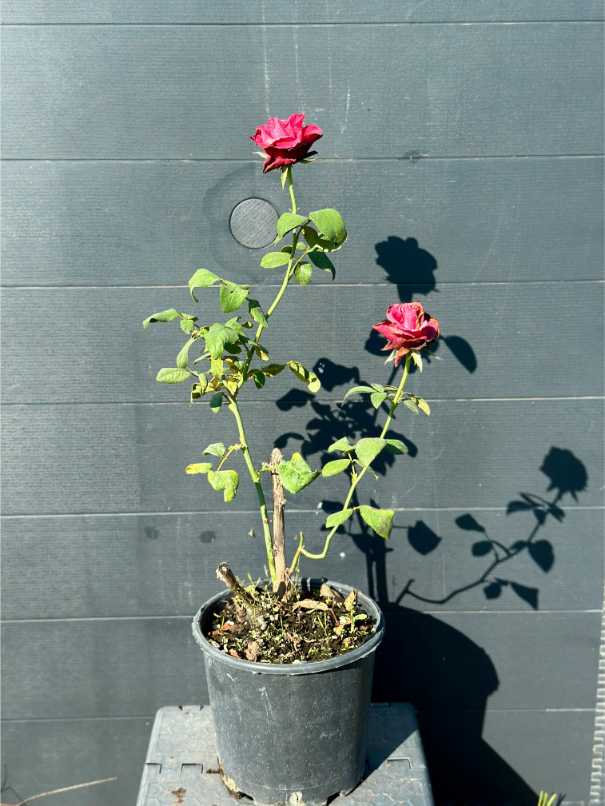 Rosa Half Tige