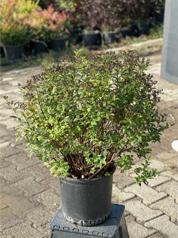 Spiraea Japonica