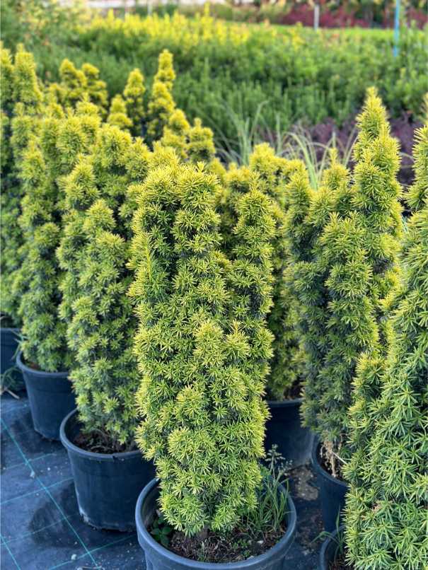 Taxus Baccata