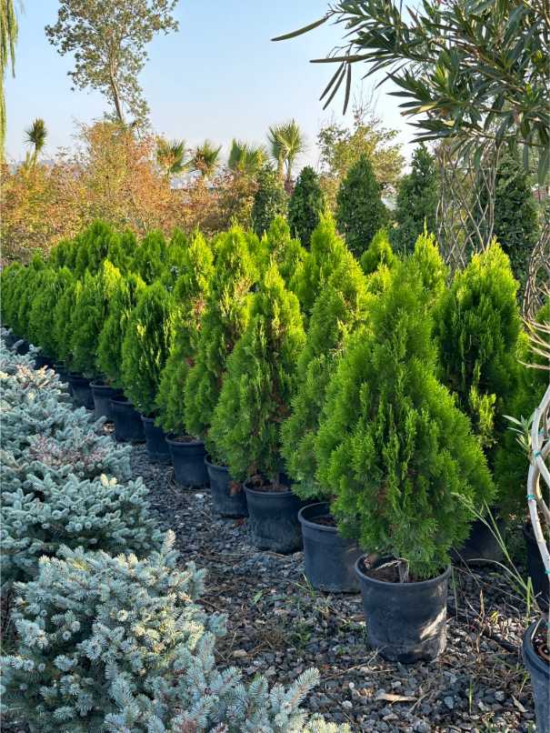 Thuja Orientalis Aurea