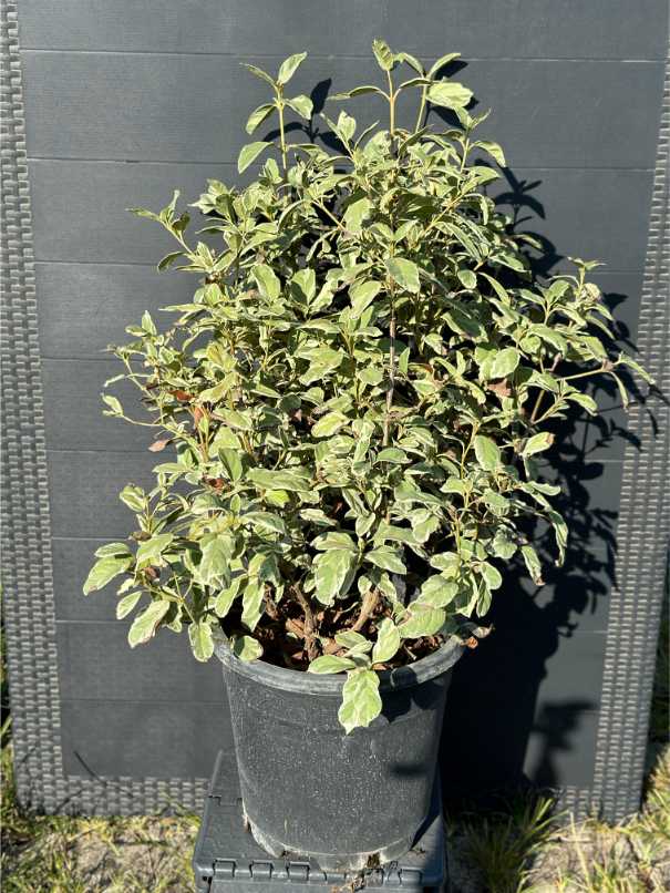 Viburnum Tinus 'Eve Price'