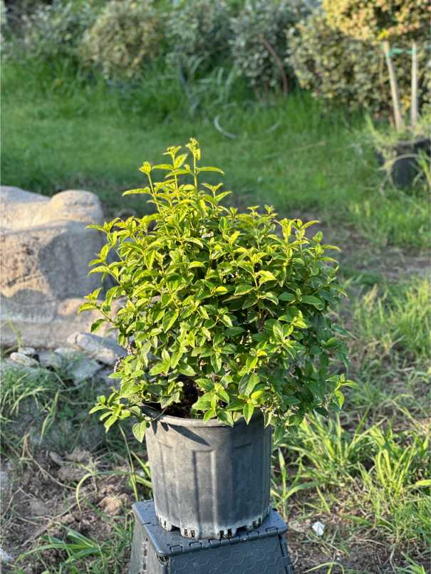 Viburnum Tinus 'Eve Price'