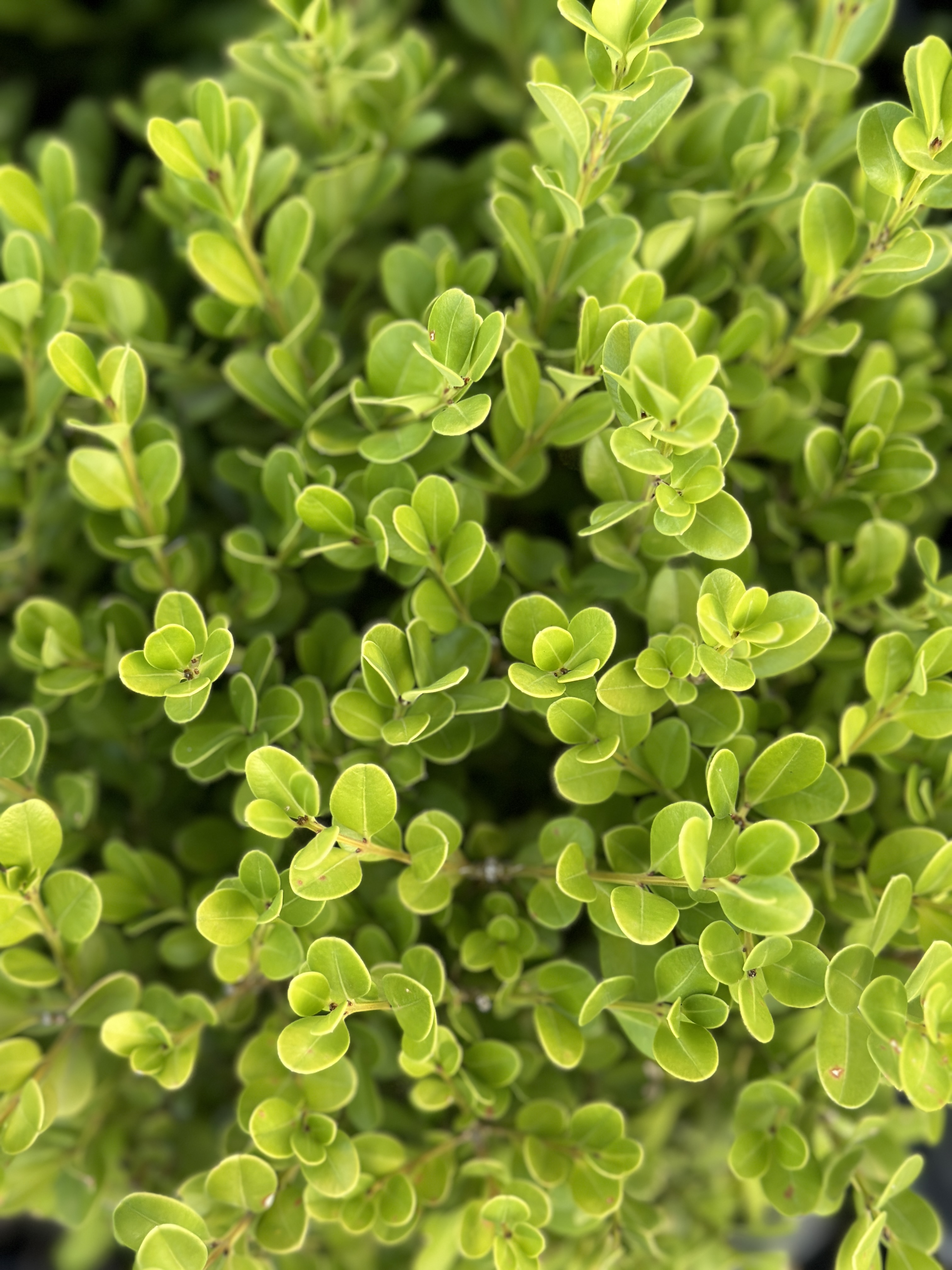 Buxus Sempervirens