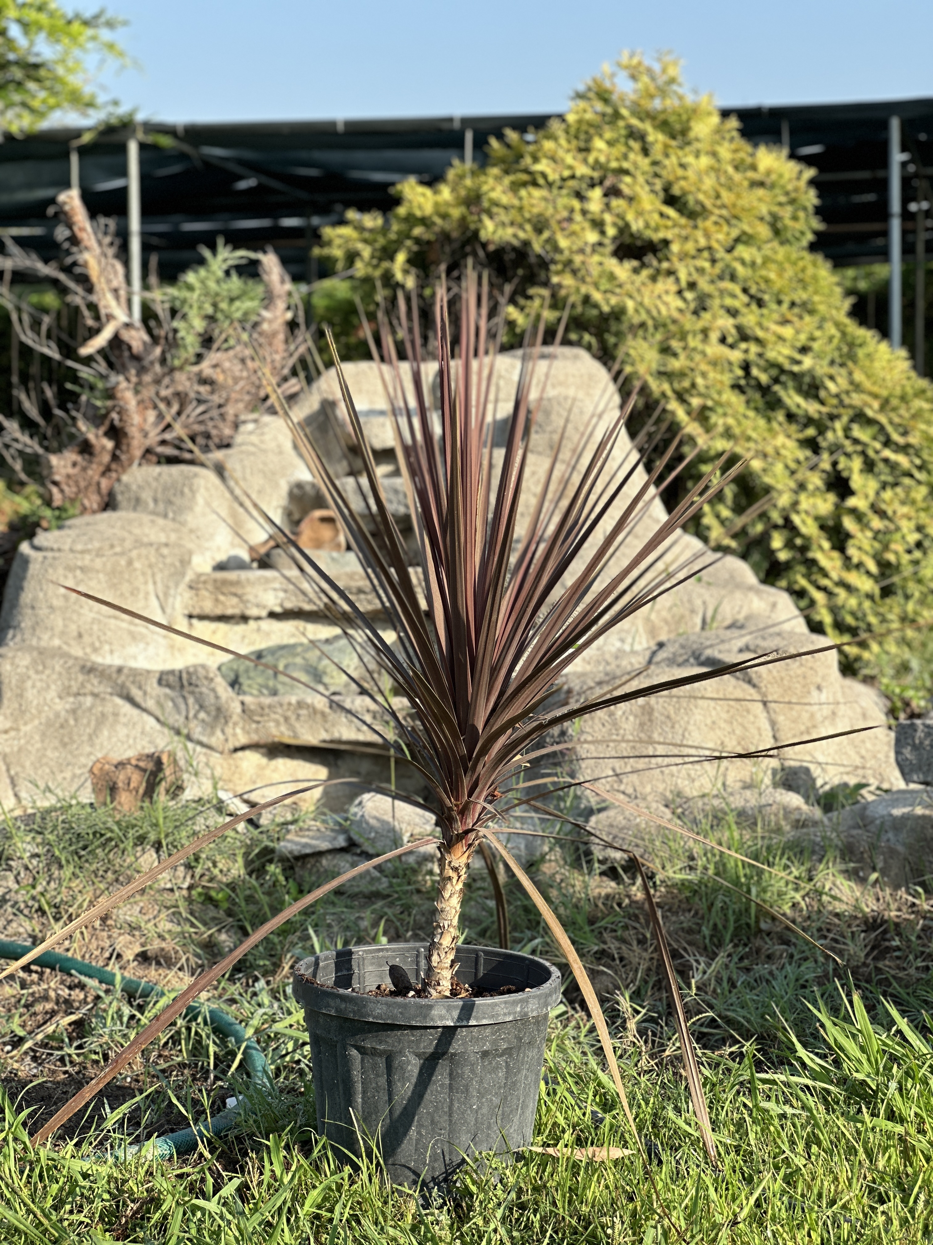 Cordyline Australis Red Star