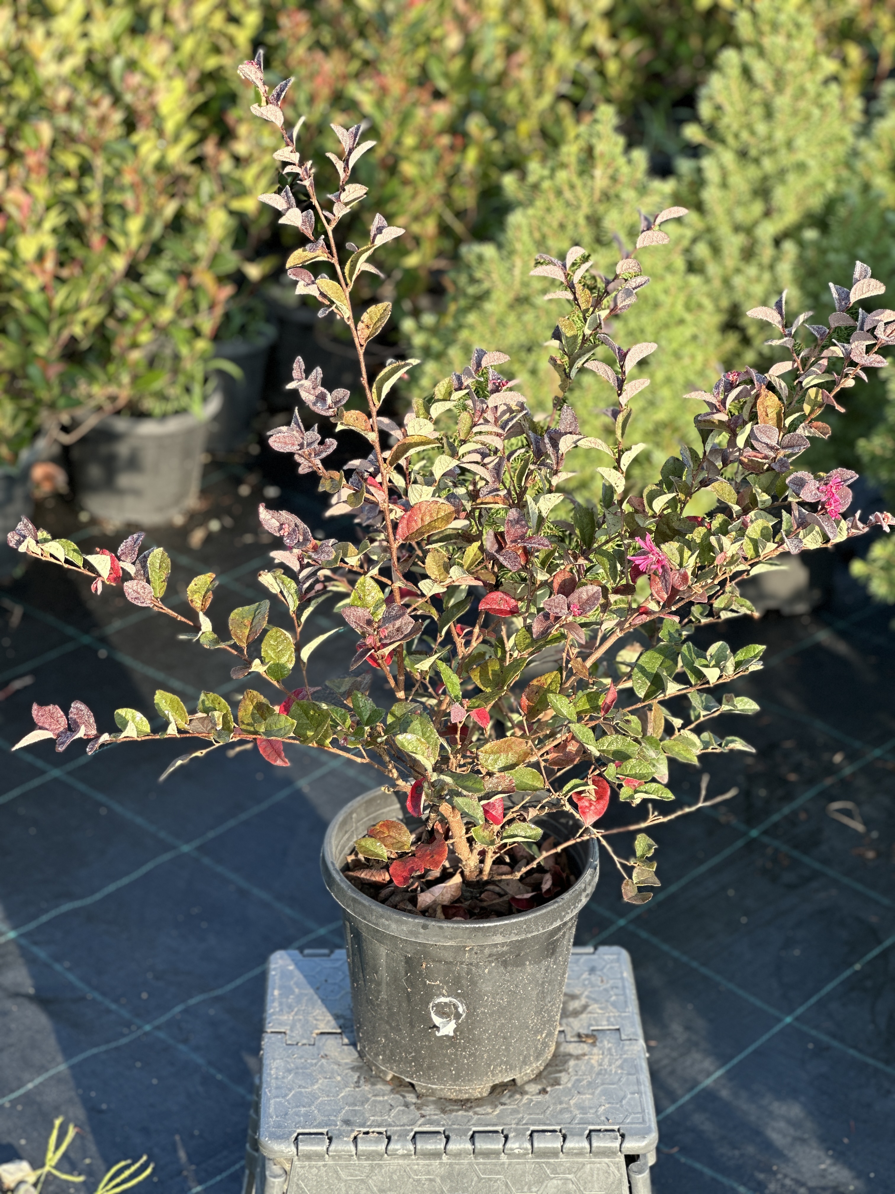 Loropetalum Chinense