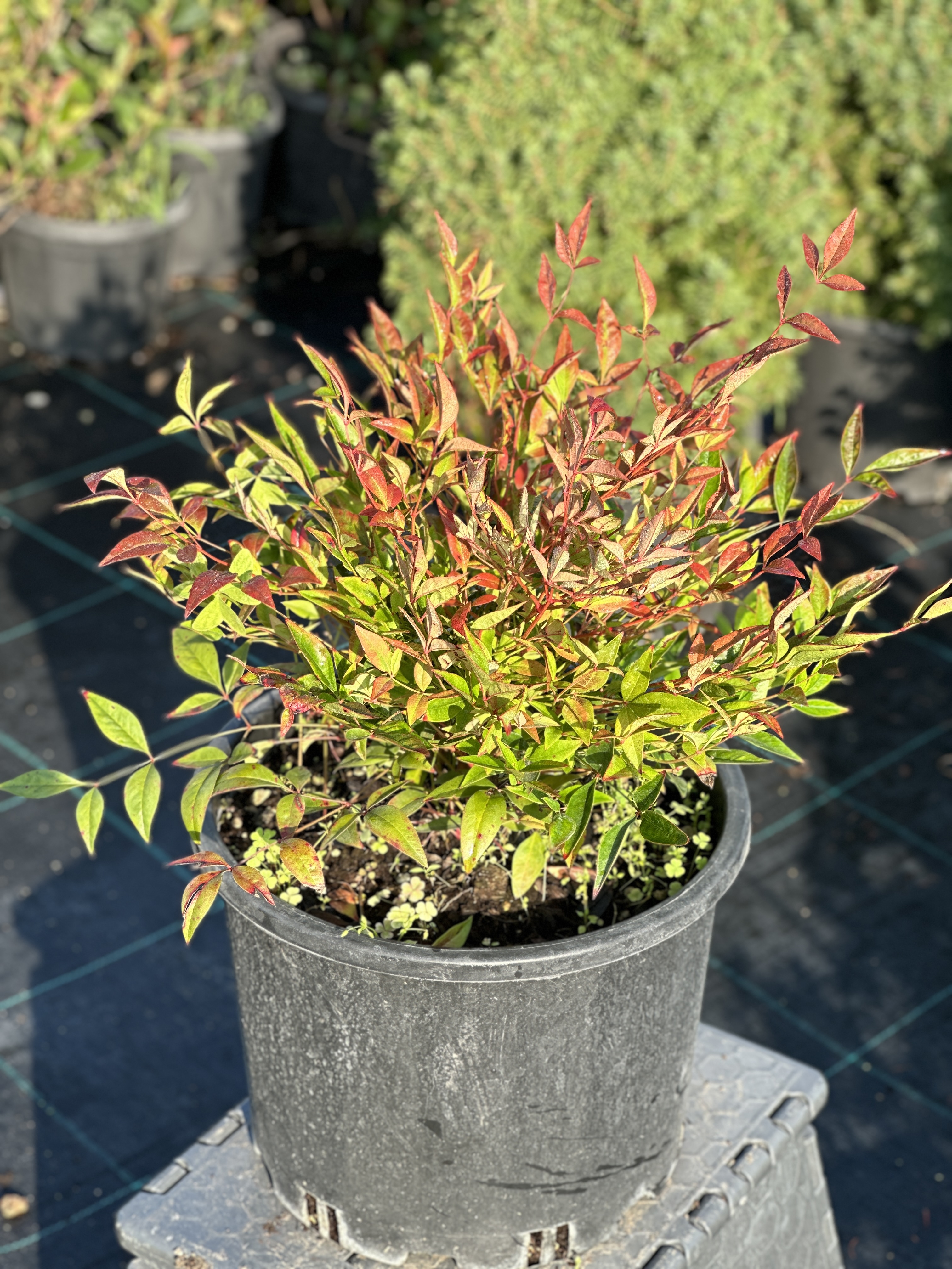 Nandina Domestica Fire Power