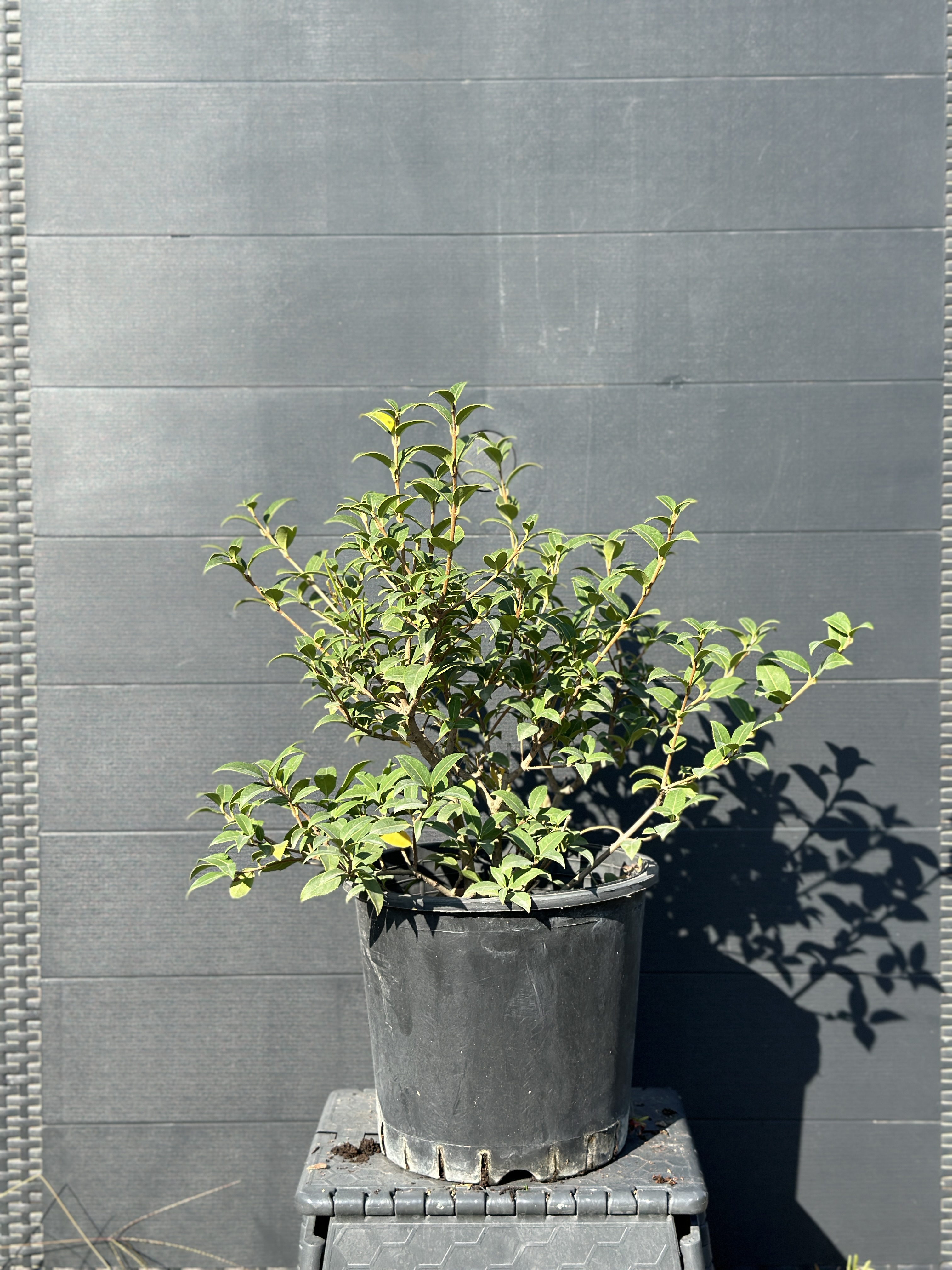 Osmanthus Heterophyllus