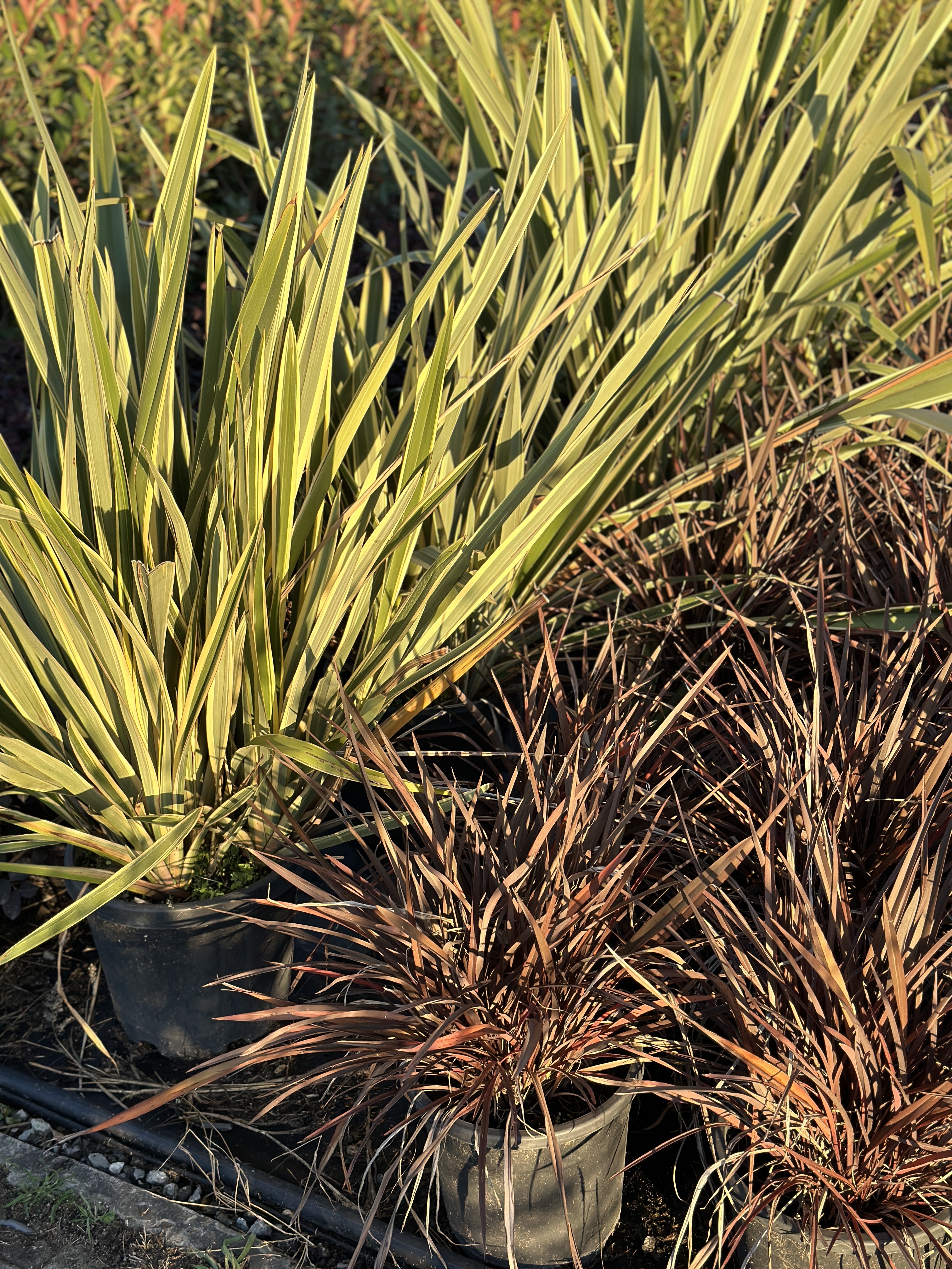 Phormium Tenax Atropurpureum