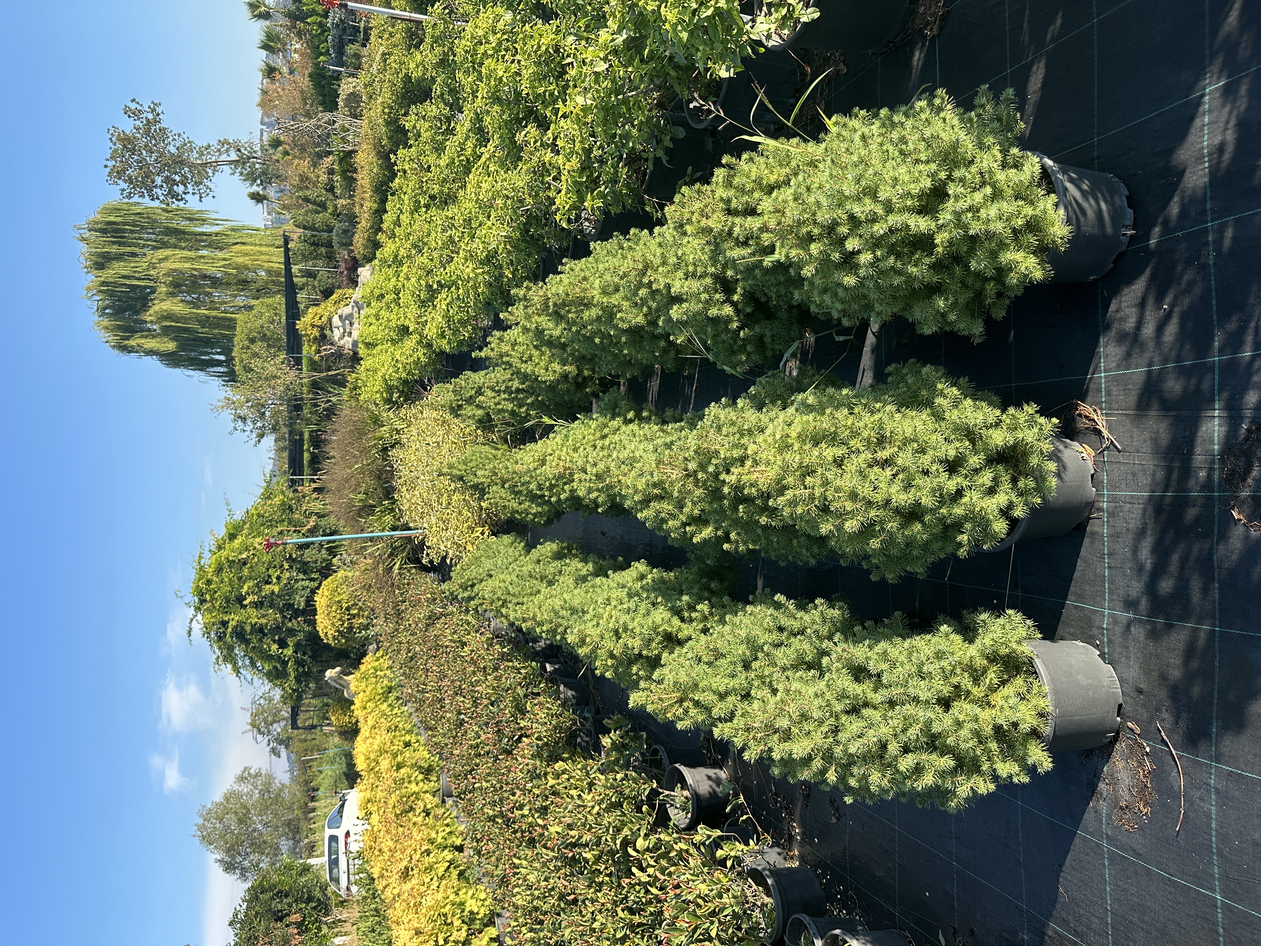 Picea Glauca 'Conica'