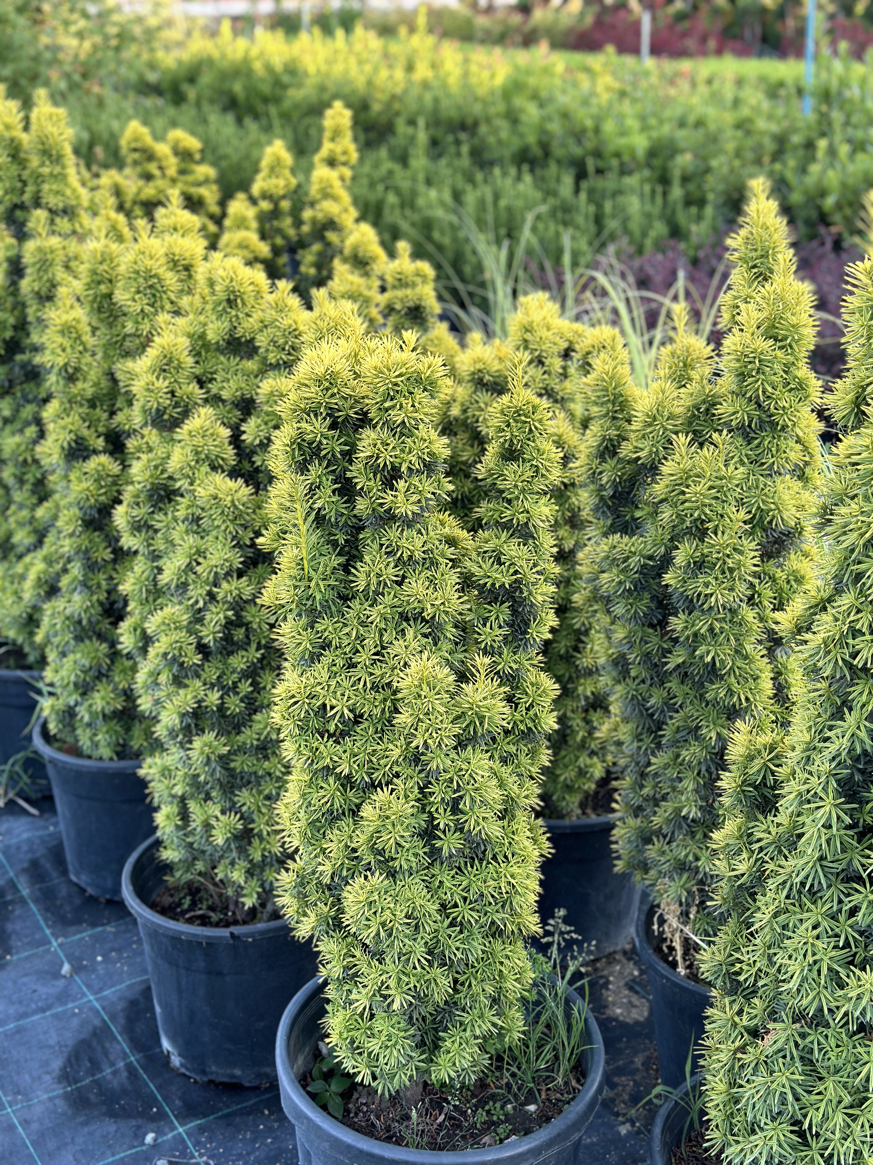 Taxus Baccata