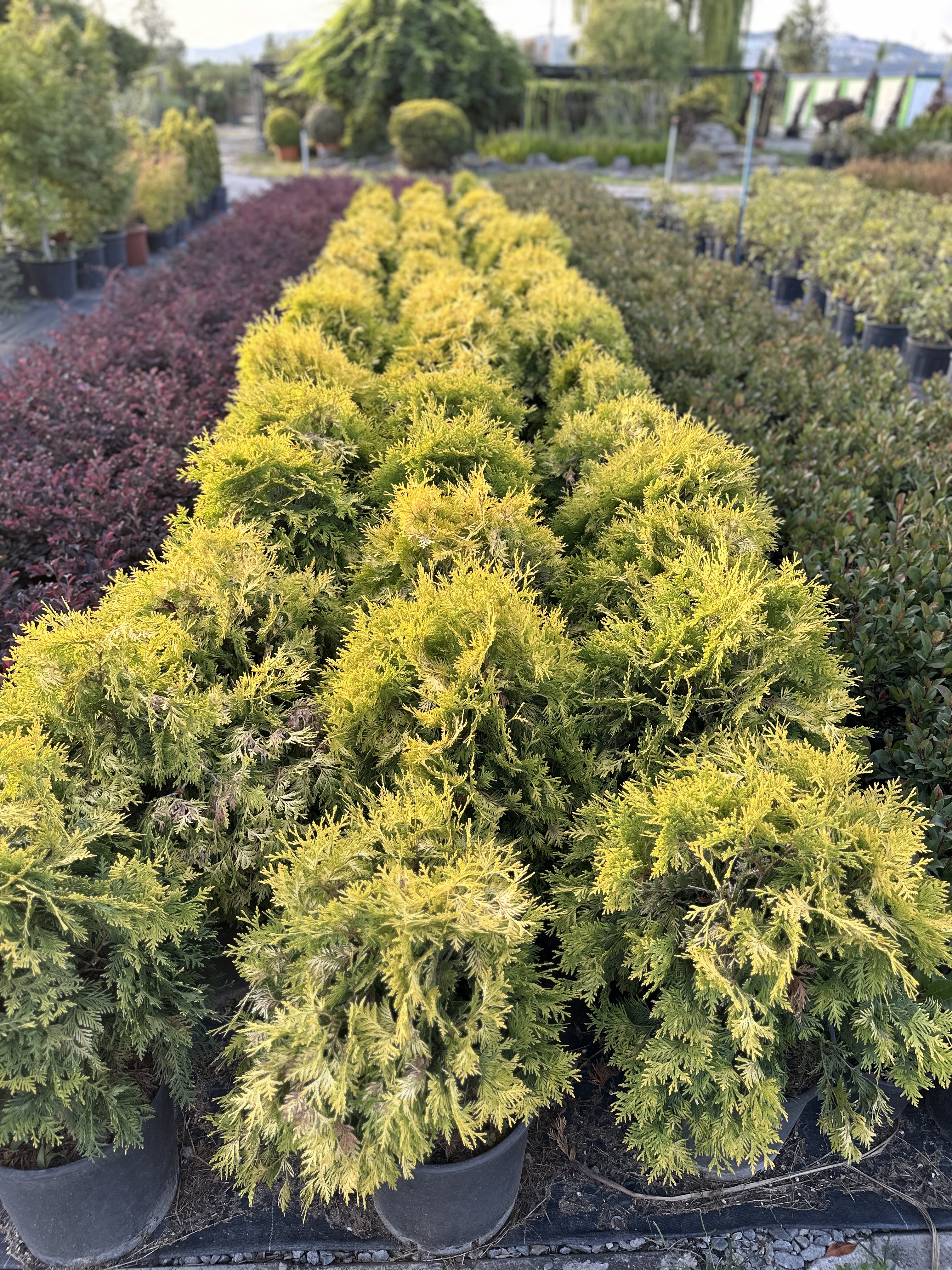 Thuja Orientalis Aurea