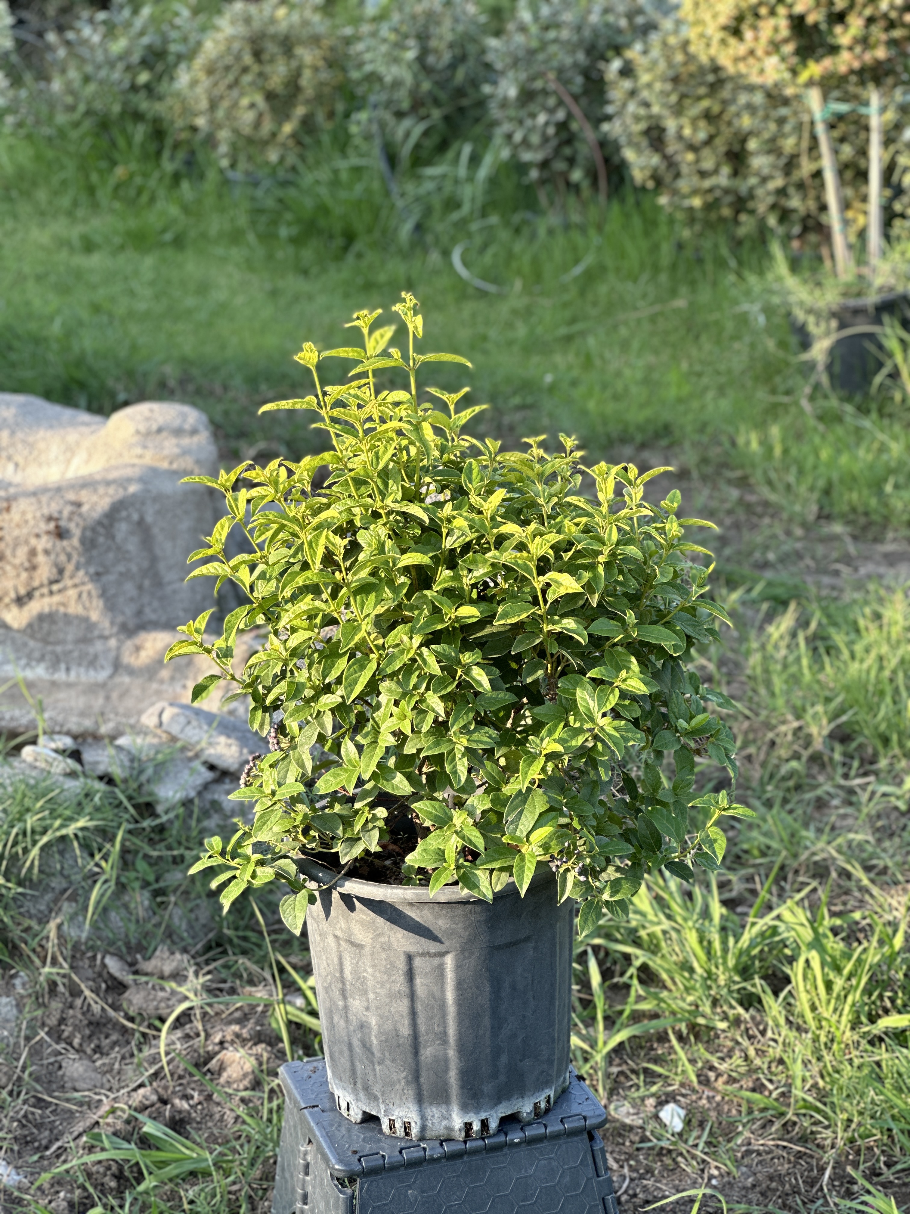 Viburnum Tinus 'Eve Price'
